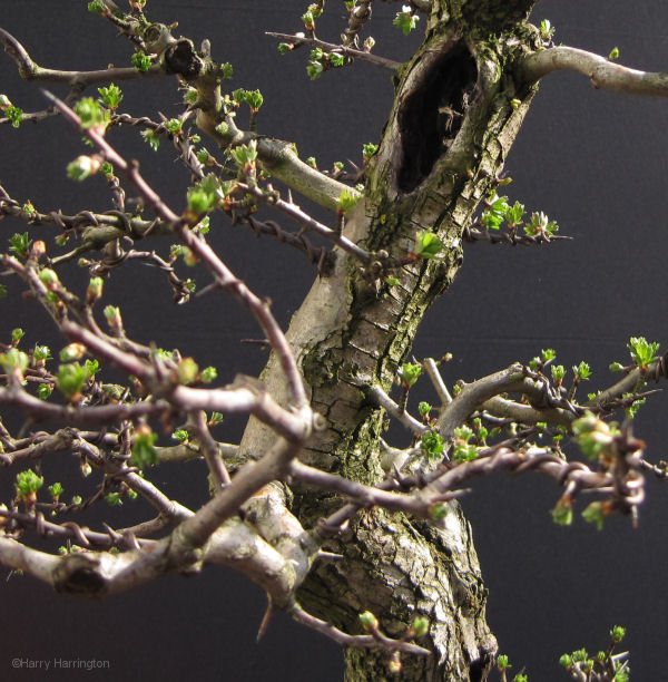 hawthorn bonsai